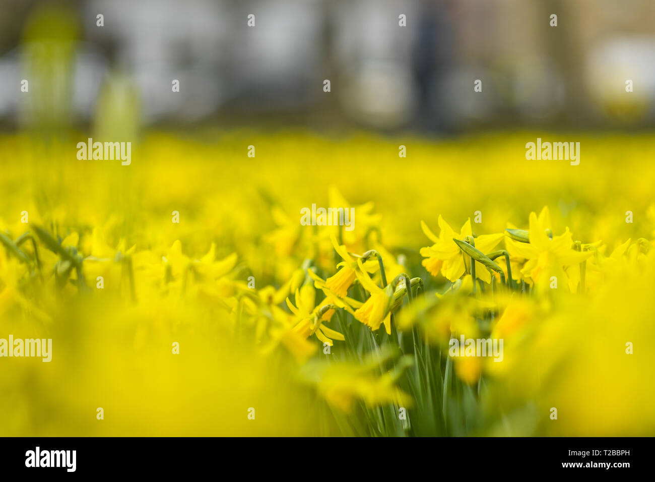 Am 1. März in der meteorologische Kalender ist der erste offizielle Tag der Frühling. Edinburgh public genießen Sie die ersten Anzeichen des Frühlings mit Schneeglöckchen und Narzissen an den Wiesen. Mit: Atmosphäre, wo: Edinburgh, Großbritannien Wann: 01 Mar 2019 Credit: Euan Kirsche / WANN Stockfoto