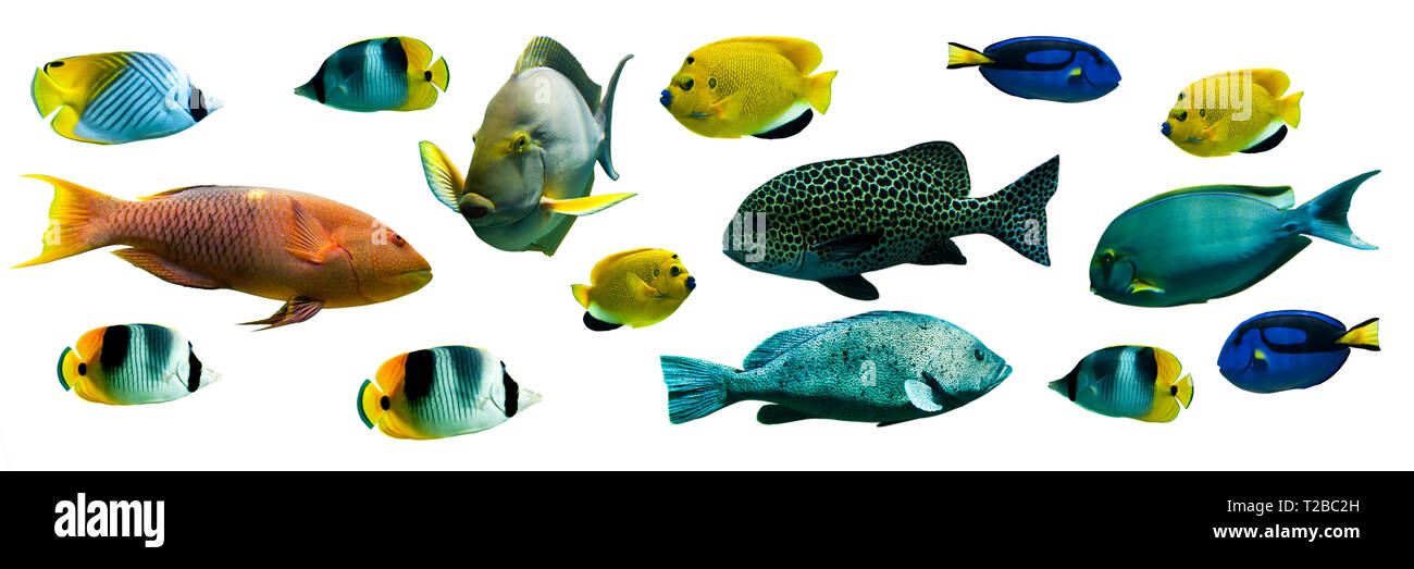 Tropische Fische Sammlung auf weißem Hintergrund mit Panoramablick Stockfoto