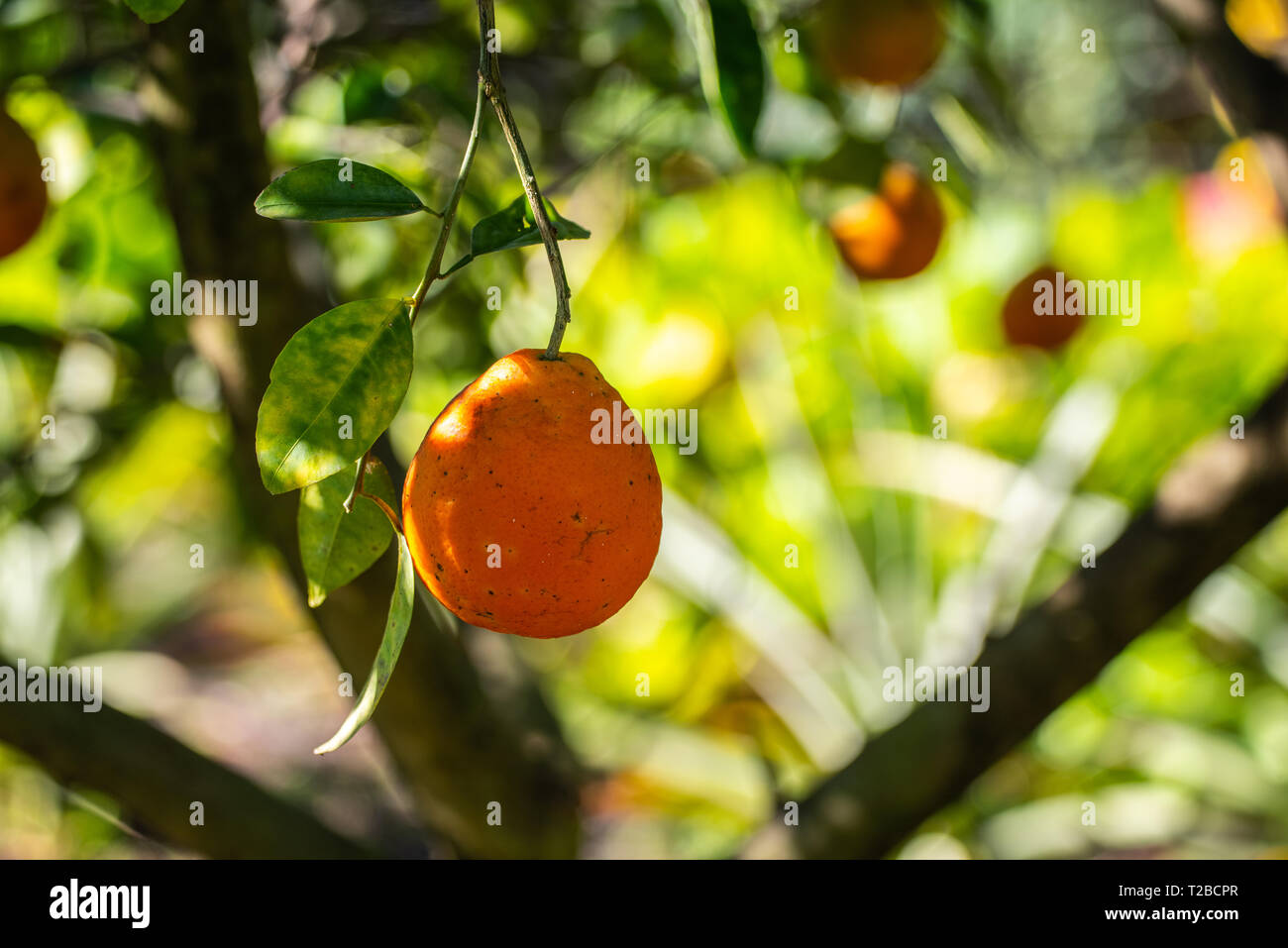 Reifen Orangen an ein Holz gehängt. Stockfoto