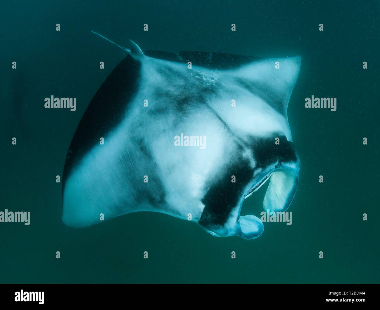 Manta Ray Fütterung auf copepoden in die Hanifaru Bay Area, Malediven. Stockfoto