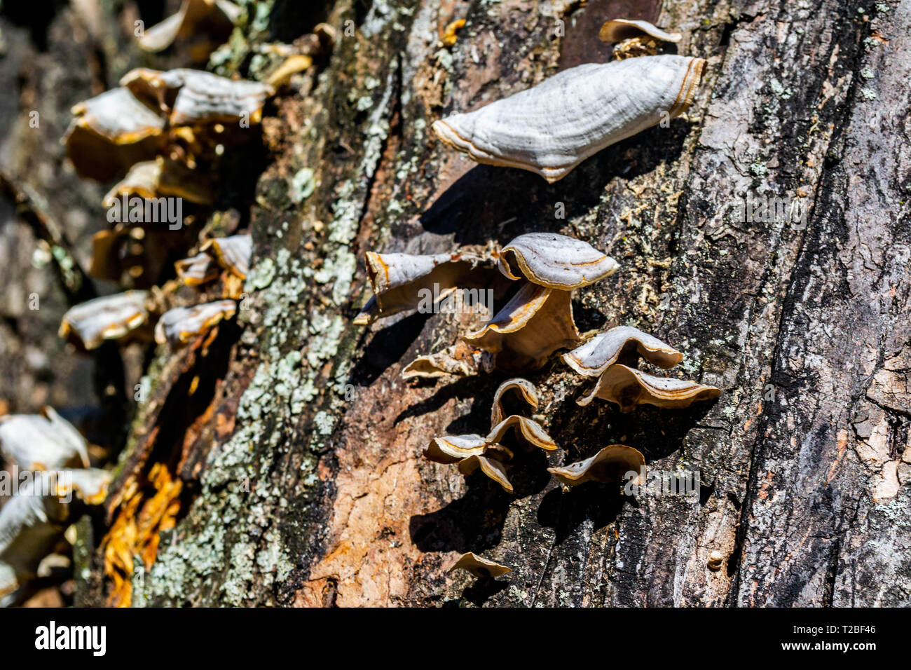 Pilze Cluster wächst am Baum Stockfoto