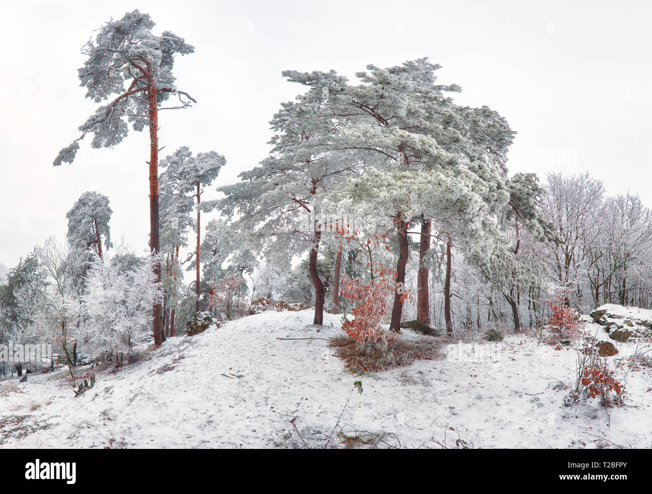 Winterlandschaft mit gefrorenen Baum Stockfoto