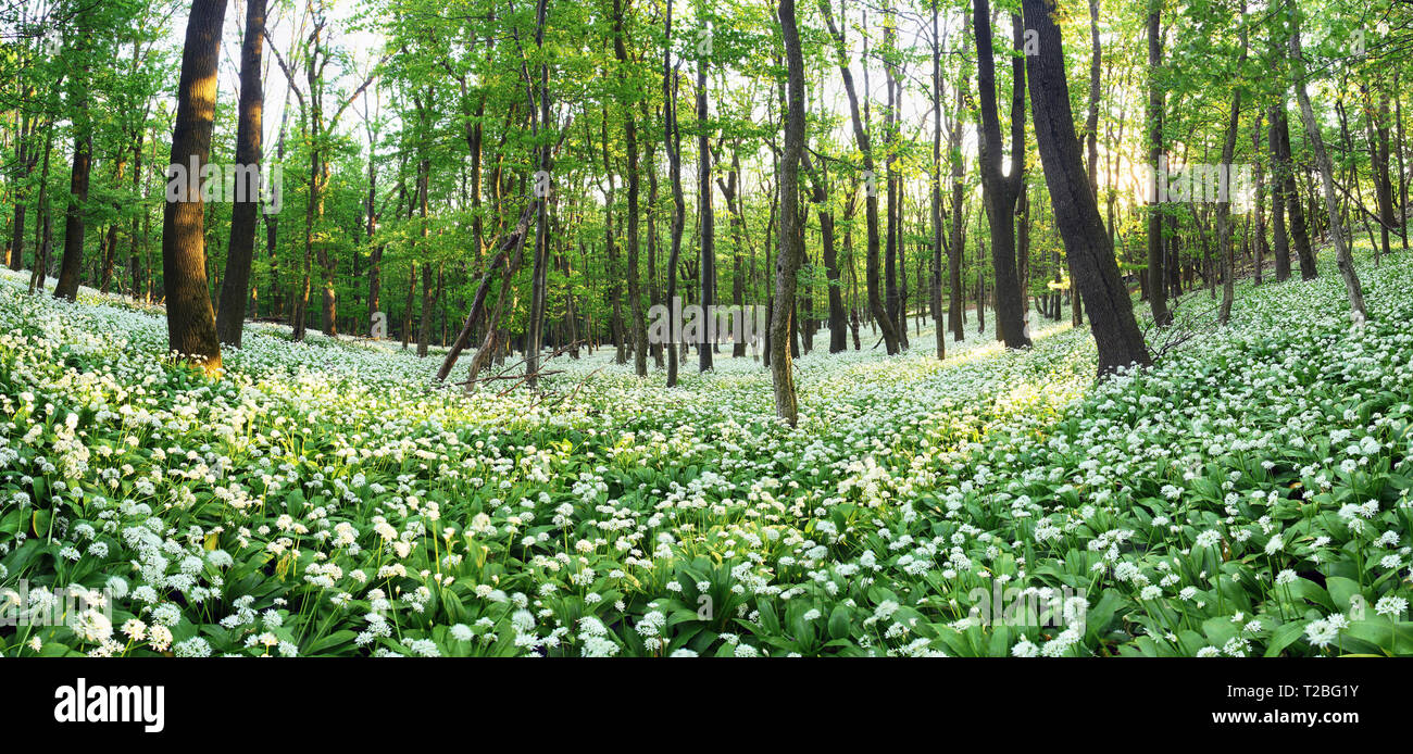 Frühlingswald mit blühenden weißen Blüten. Wilder Knoblauch Stockfoto