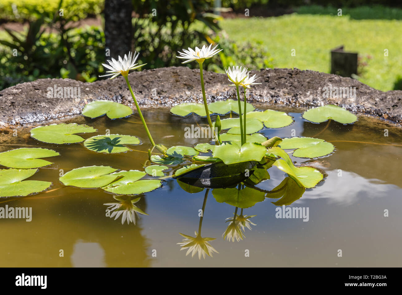 Weiße Seerose in den Topf in Bali Museum in Denpasar. Bali, Indonesien. Stockfoto