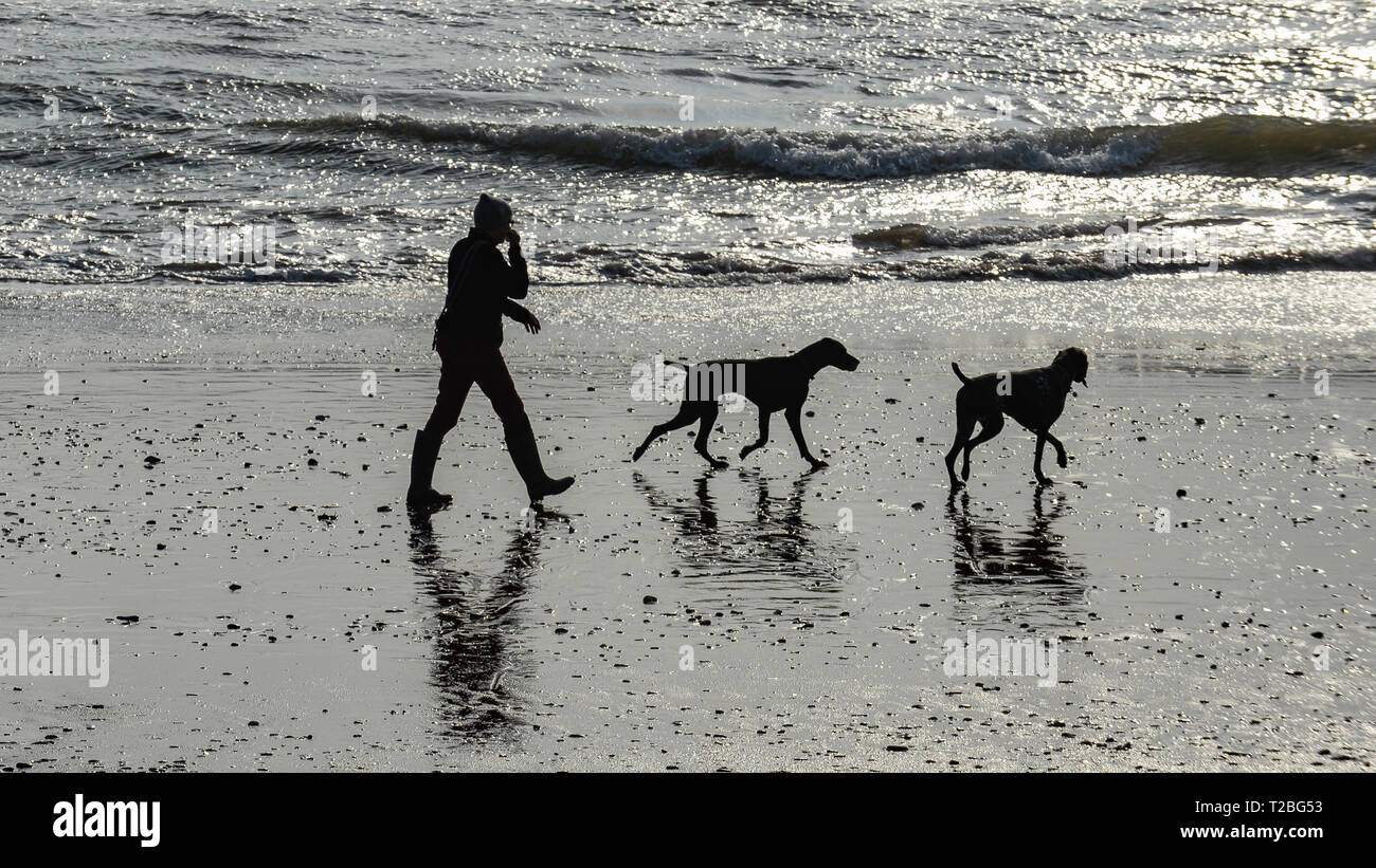 01/02/2019 Hund Spaziergänger auf Paignton Paignton, Devon. Wie 20190401 A-007 C Stockfoto