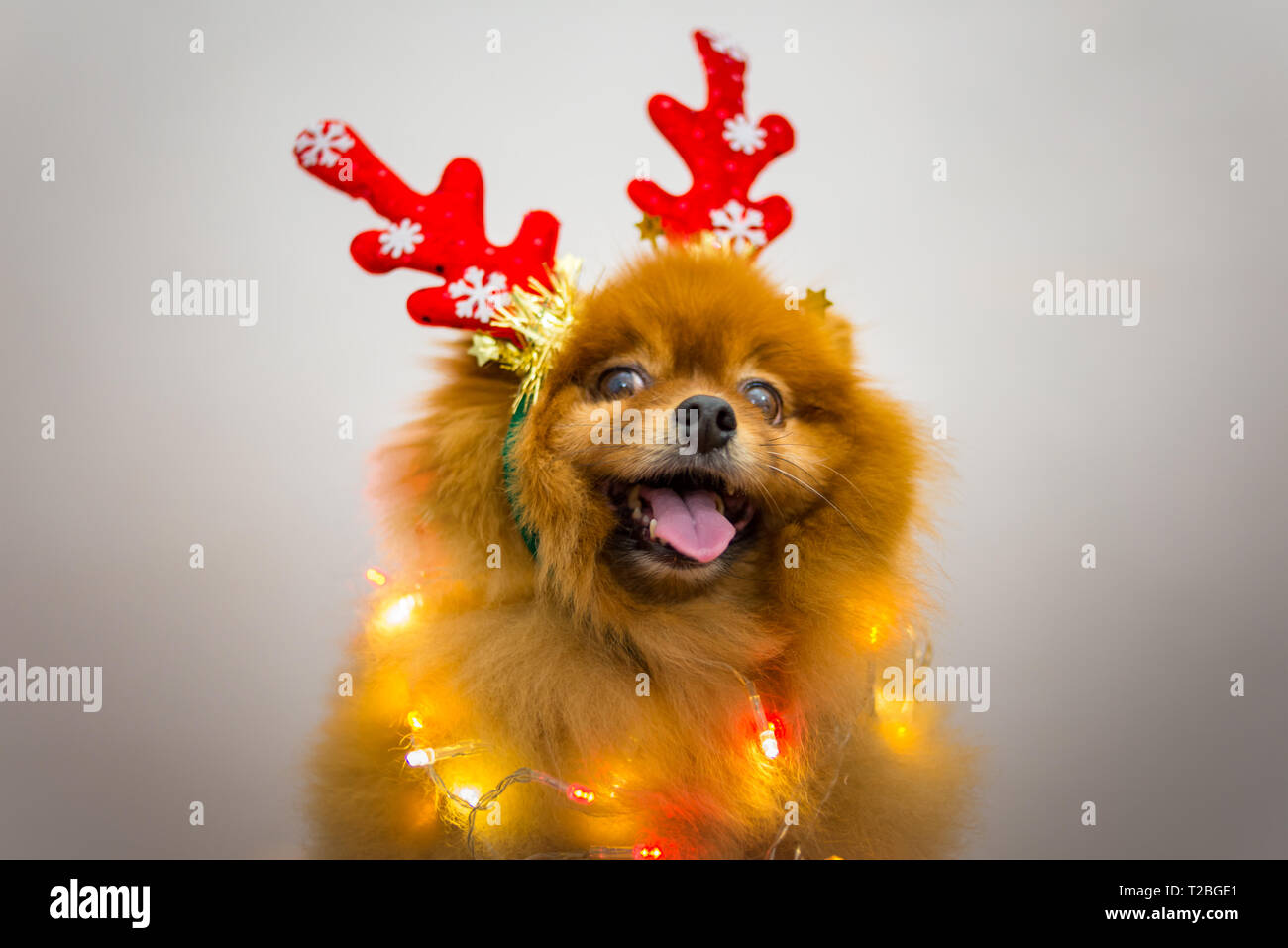 Lustig Hund mit Weihnachten Dekoration Stockfoto