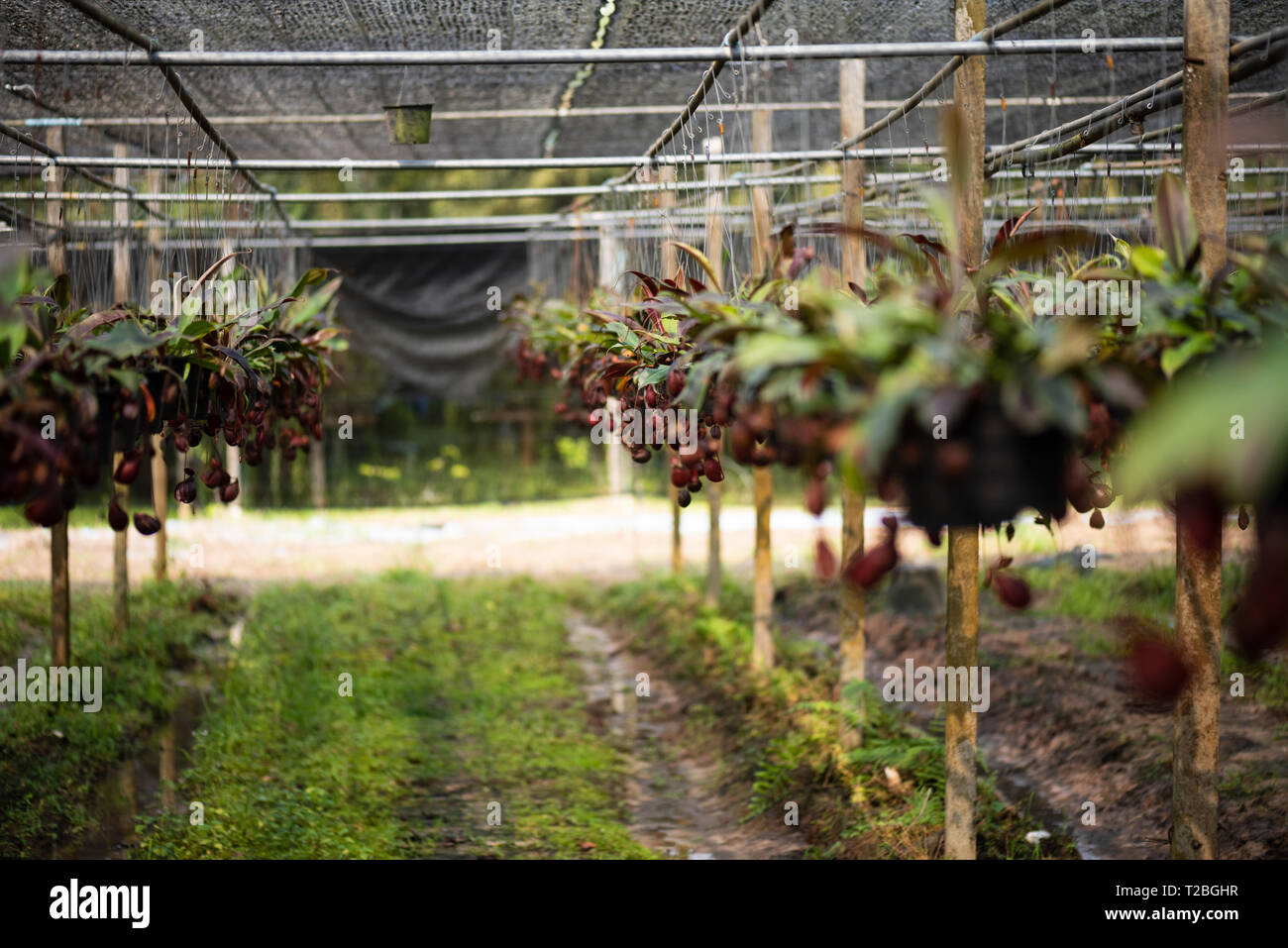 Nahaufnahme von Nepenthes auch tropische Schlauchpflanzen oder Affe Cups in der Gärtnerei garten Farm. Stockfoto