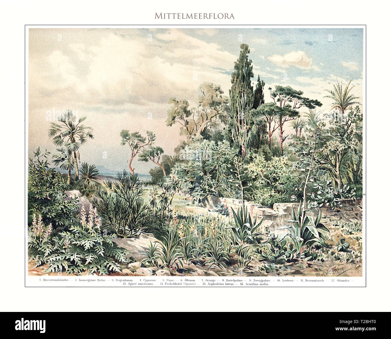 Mediterrane flora-Tabelle dargestellt und restauriert aus Meyers Konversations-Lexikon 5. Edition (1893-1901), universelle Enzyklopädie in deutscher Sprache. Stockfoto