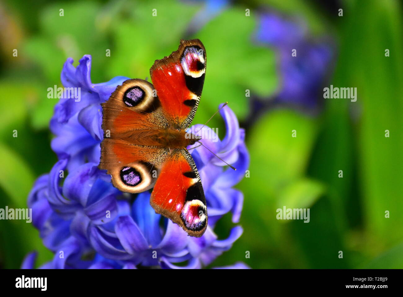 Tagpfauenauge ruht auf Hyazinthe Stockfoto