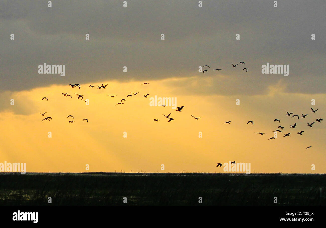 Schöne Sonne Strahl oder Strahlen am Morgen mit Vögel fliegen über einem See Stockfoto