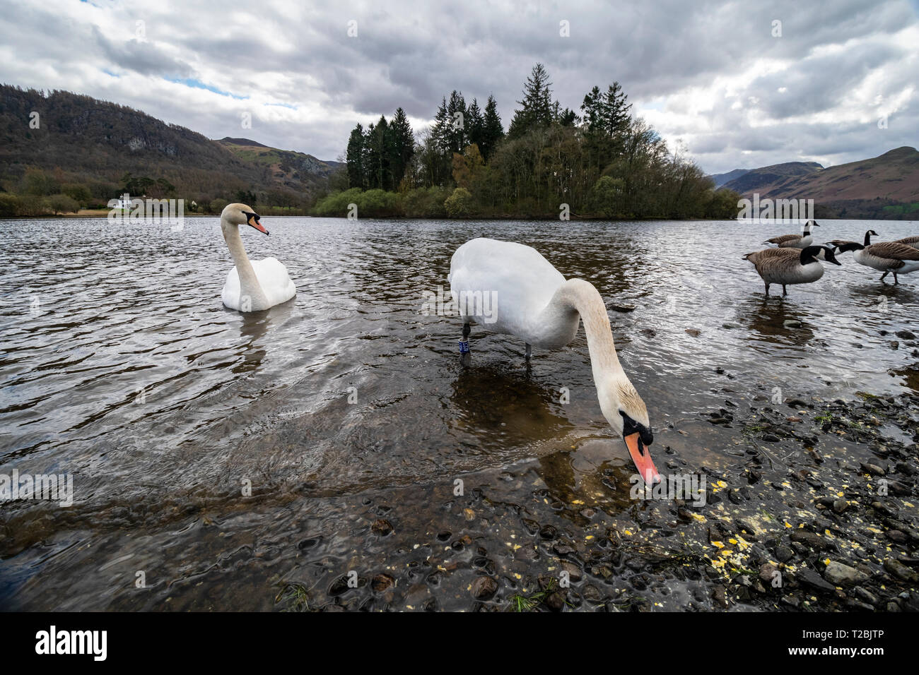 Schwäne und Gänse am Ufer des Derwentwater, Lake District, Keswick Stockfoto