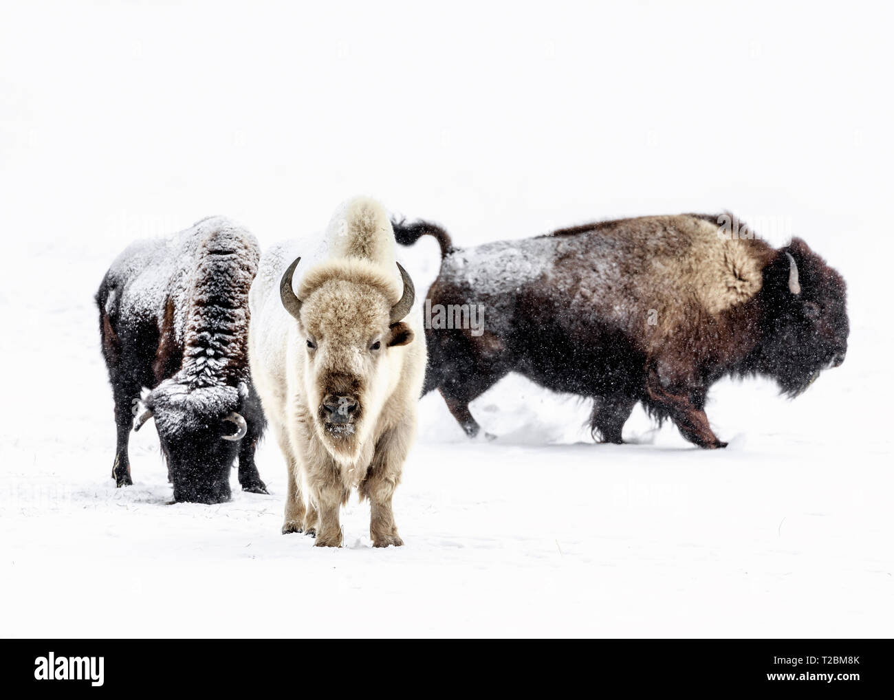 Eine heilige Weiße Bison oder Büffel im Winter, Manitoba, Kanada. Stockfoto