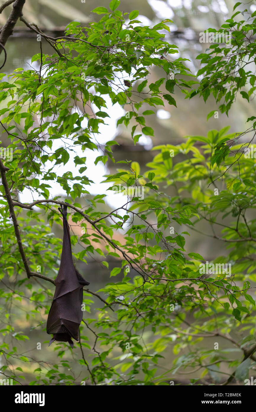 Obst bat hängen von einem Baum mit grünen Blättern auf dem Hintergrund Stockfoto