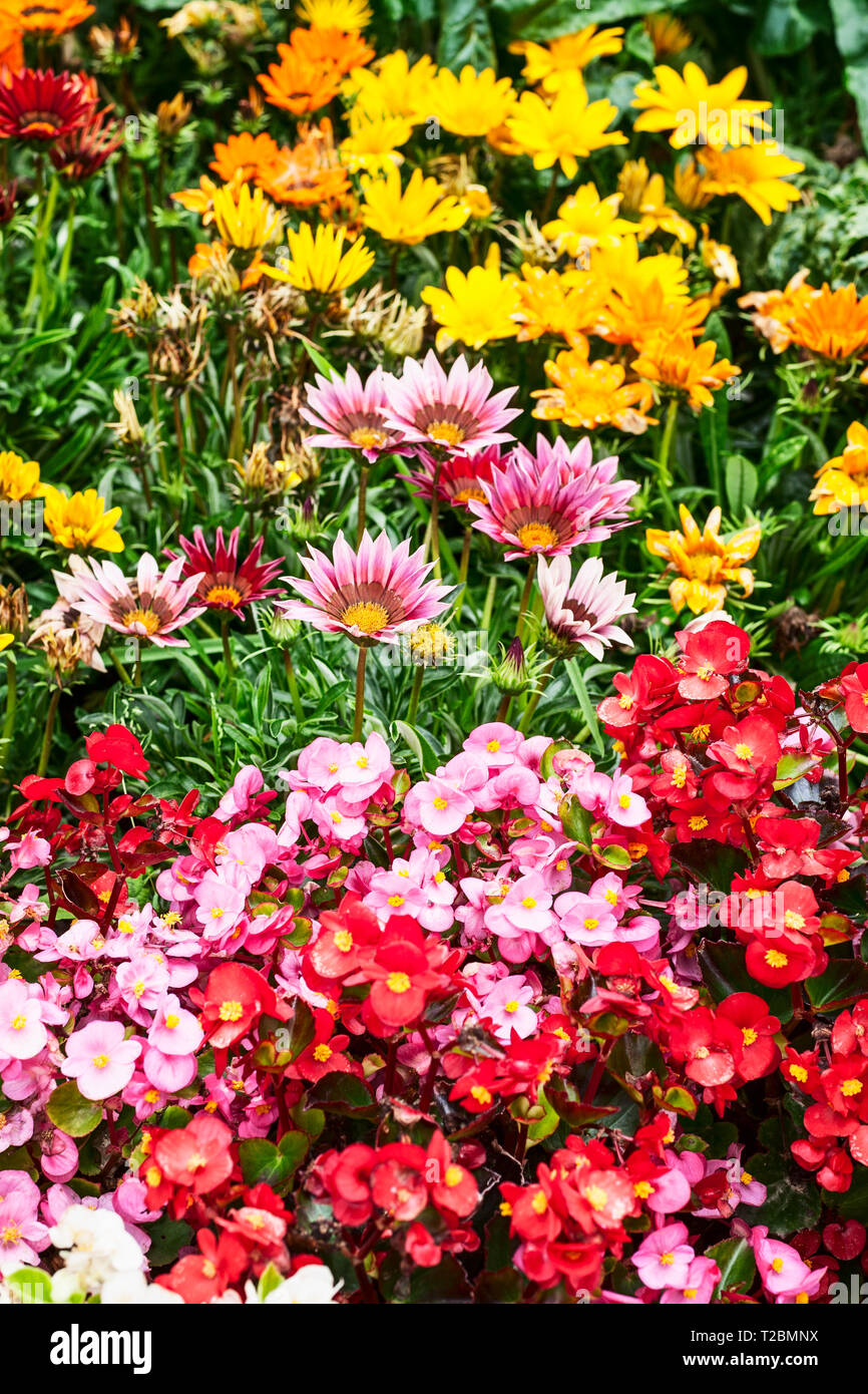 Bunte Blume Garten Hintergrund im Sommer. Blumenbeet mit gazania und Begonien Blumen. Gartenarbeit und schöne Landschaft, selektiver Fokus Stockfoto