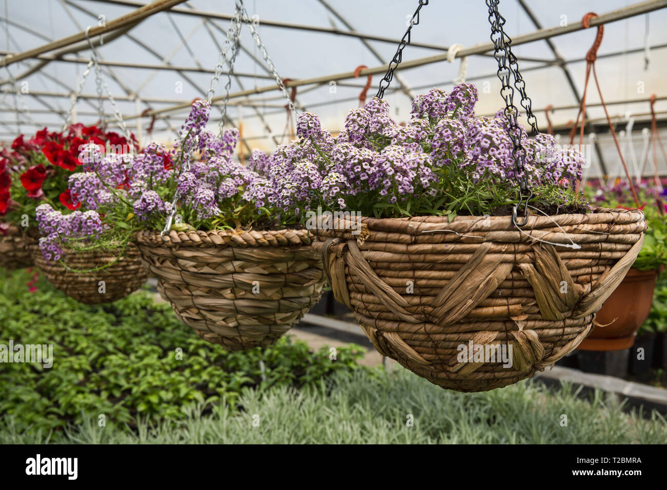 Blumen in einem Garten Stockfoto