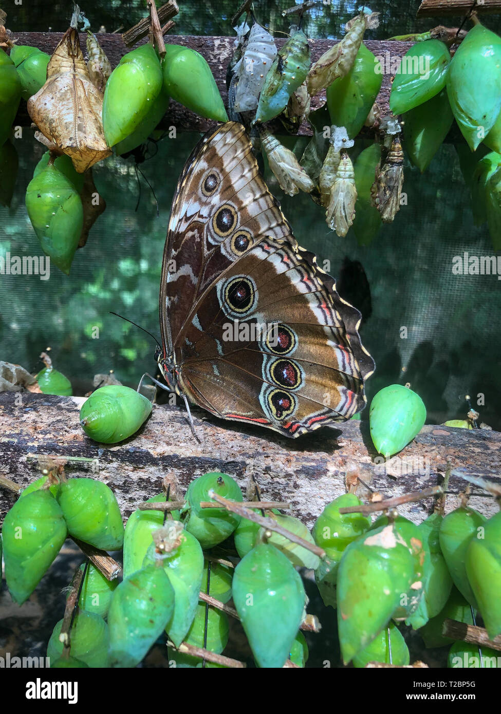 Muster in Braun und Weiß Chargen und Kreise bieten einen blauen Morpho butterfly Verschweigen gegen Raubtiere während nicht fliegen Stockfoto