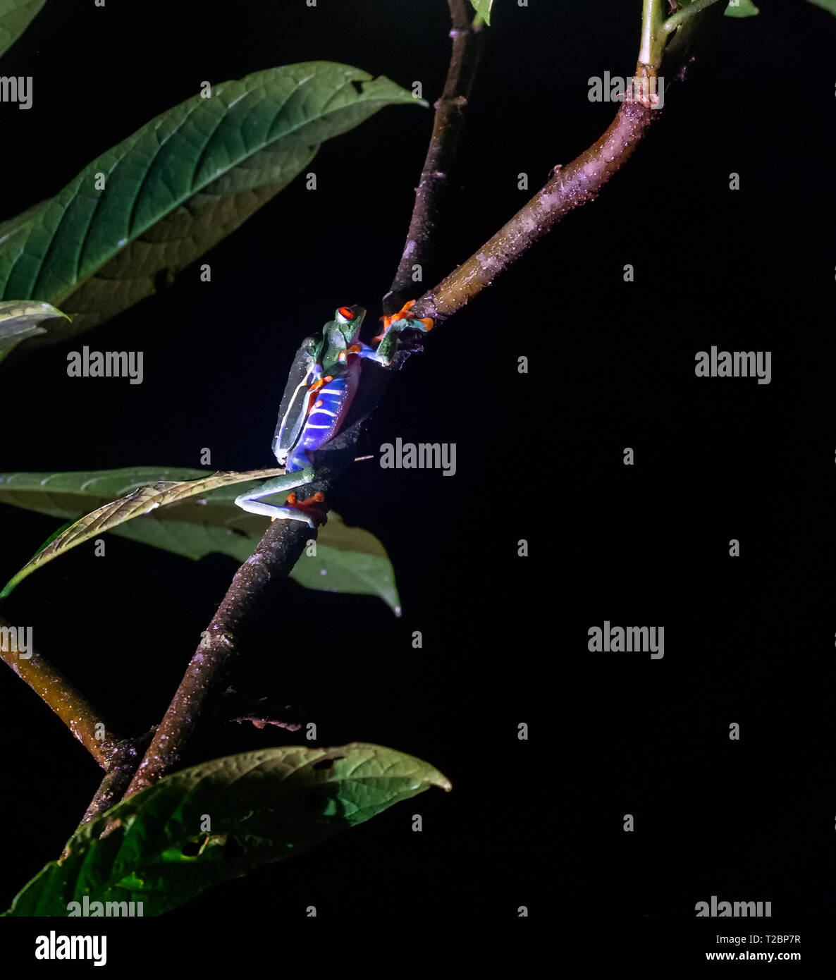 Zwei Red-Eyed Tree frogs feine einander in einer einsamen Nacht und eine weitere Generation starten Stockfoto