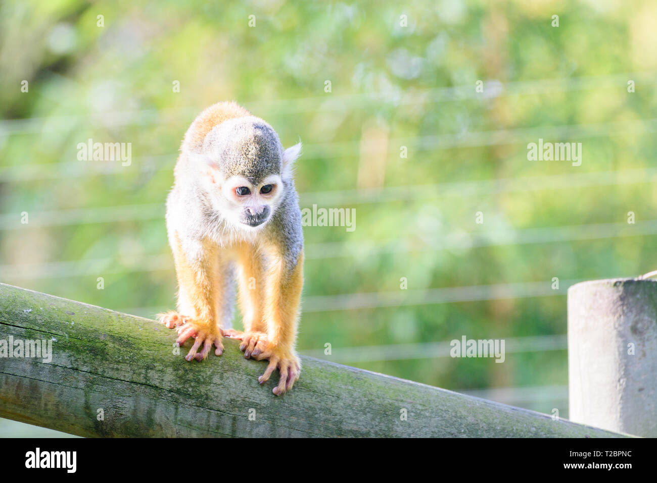 Ein Eichhörnchen Affe stehend auf einem Holzbalken in der Sonne Stockfoto