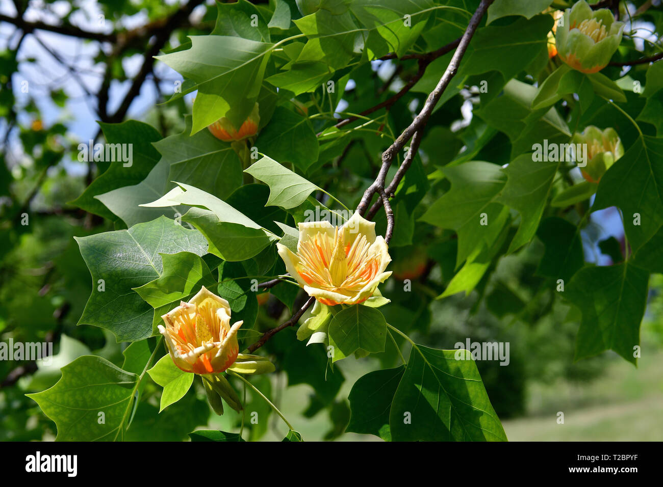 Tulip Tree, Amerikanische Tulpenbaum, tulipwood, tuliptree, Tulip poplar, Fichte, fiddletree, Tulpenbaum, amerikai tulipánfa, Liriodendron tulipifera Stockfoto