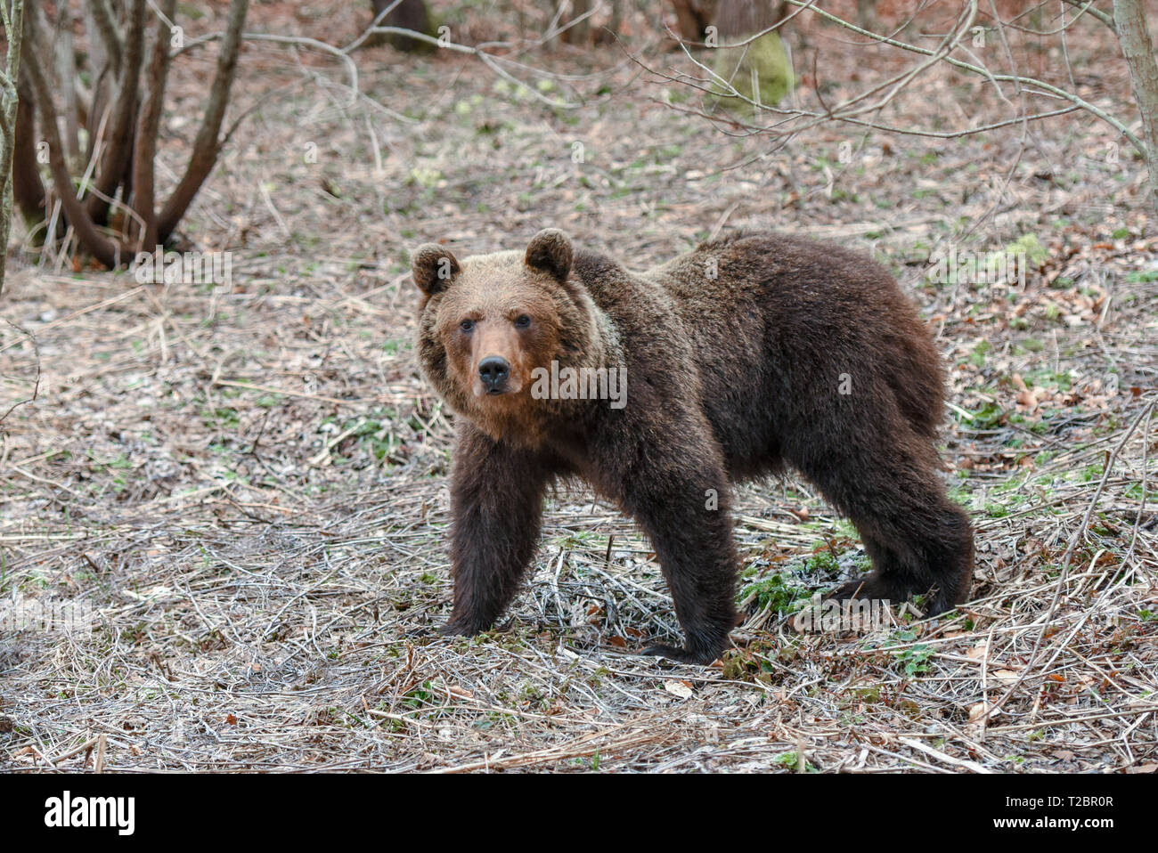 Wilde Braunbären in Bieszczady Gebirge, Polen. Riesige Karpaten Bären aus dem Winterschlaf aufgewacht, und ist auf der Suche nach Essen im Frühjahr Stockfoto