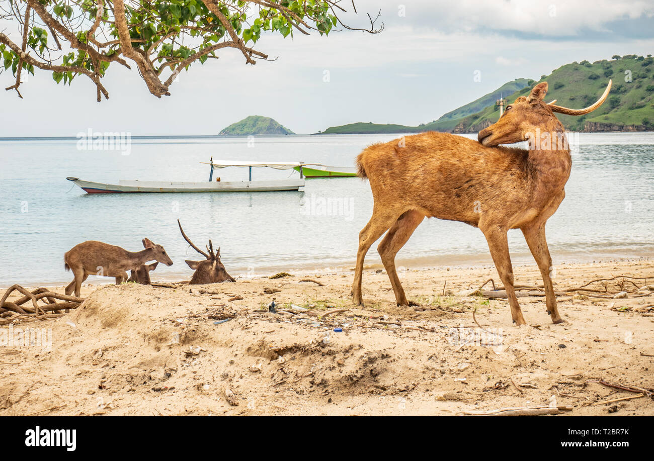 Braun Hirsche, angegriffen und am Hals von Komodo Dragon gebissen, am Strand entdeckt, Rinca, Komodo National Park, Indonesia. Timor rusa Hirsche. Stockfoto