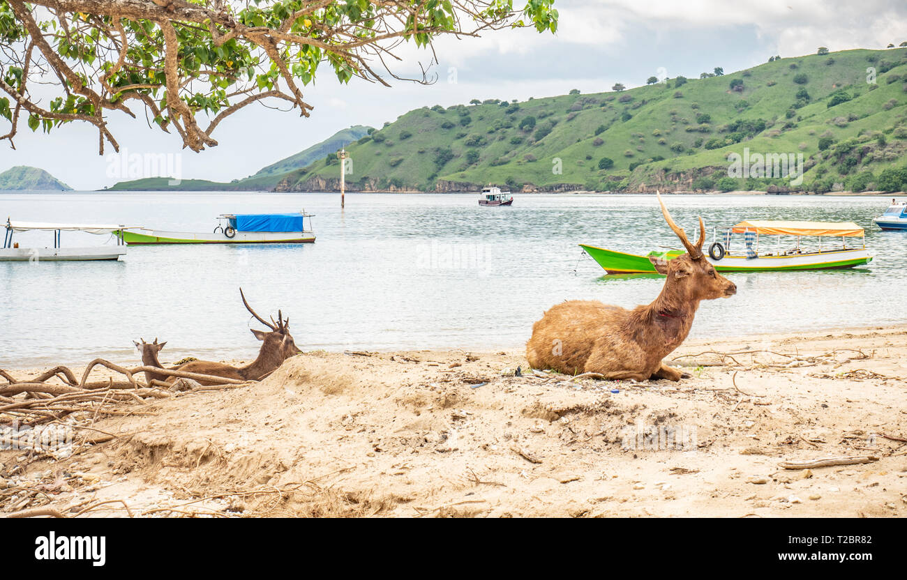 Braun Hirsche, angegriffen und am Hals von Komodo Dragon gebissen, am Strand entdeckt, Rinca, Komodo National Park, Indonesia. Timor rusa Hirsche. Stockfoto