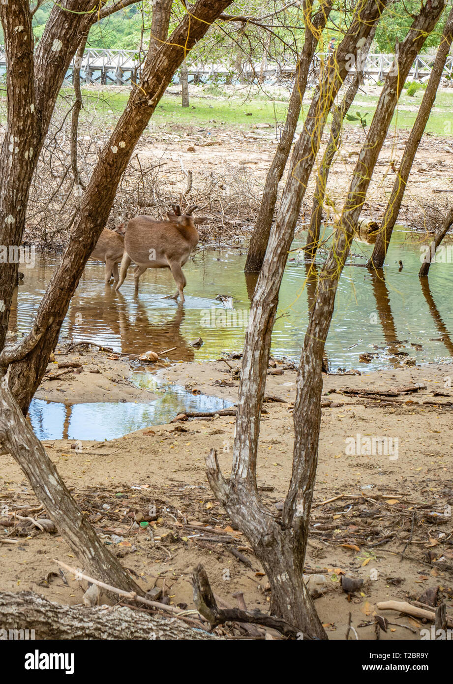 Der javan Rusa, Sunda sambar Hirsch (Rusa Timorensis) in einem Teich im Wald der Insel Rinca, Komodo National Park. Tiere von Indonesien und Osttimor Stockfoto