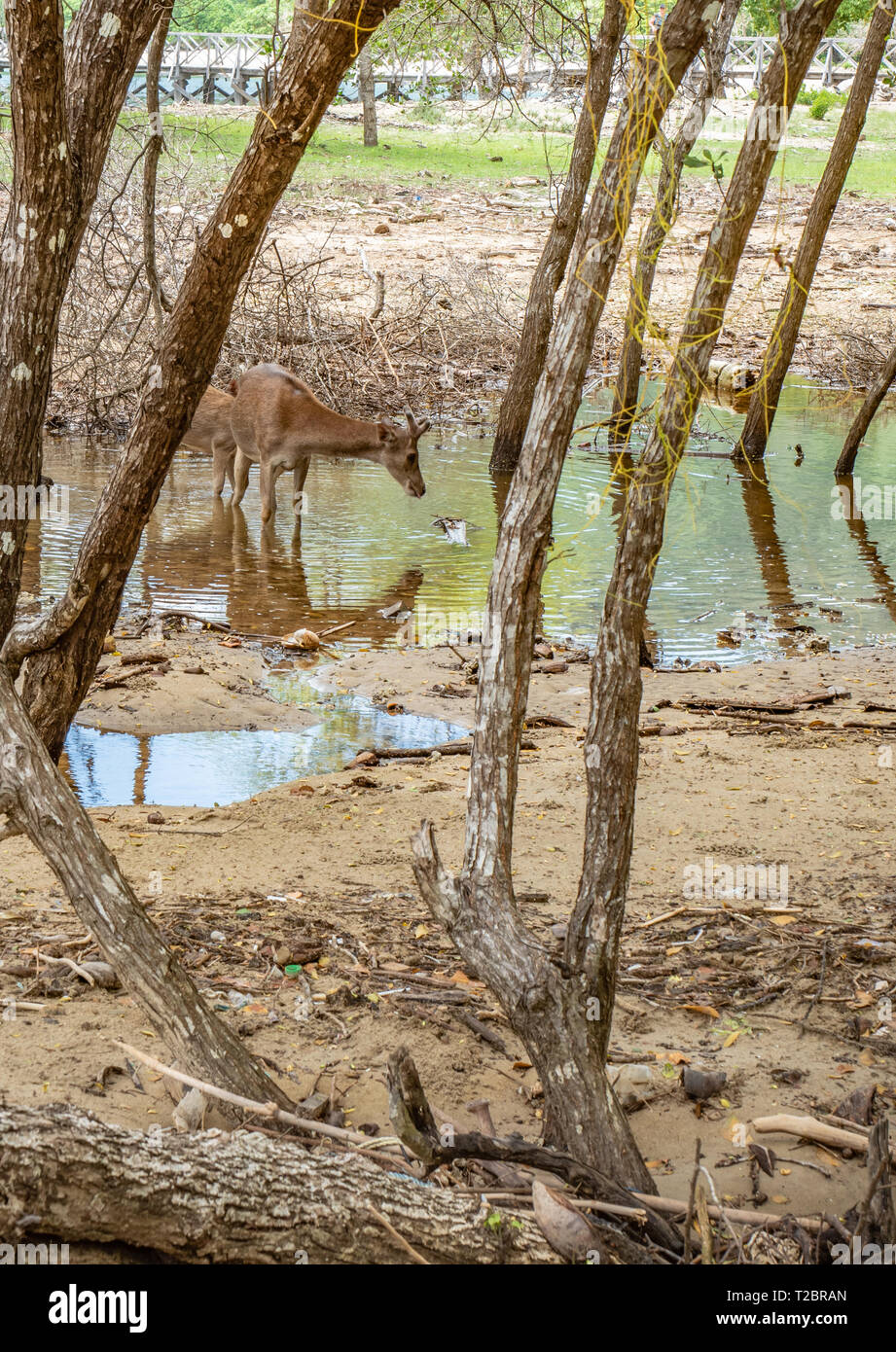 Der javan Rusa, Sunda sambar Hirsch (Rusa Timorensis) in einem Teich im Wald der Insel Rinca, Komodo National Park. Tiere von Indonesien und Osttimor Stockfoto