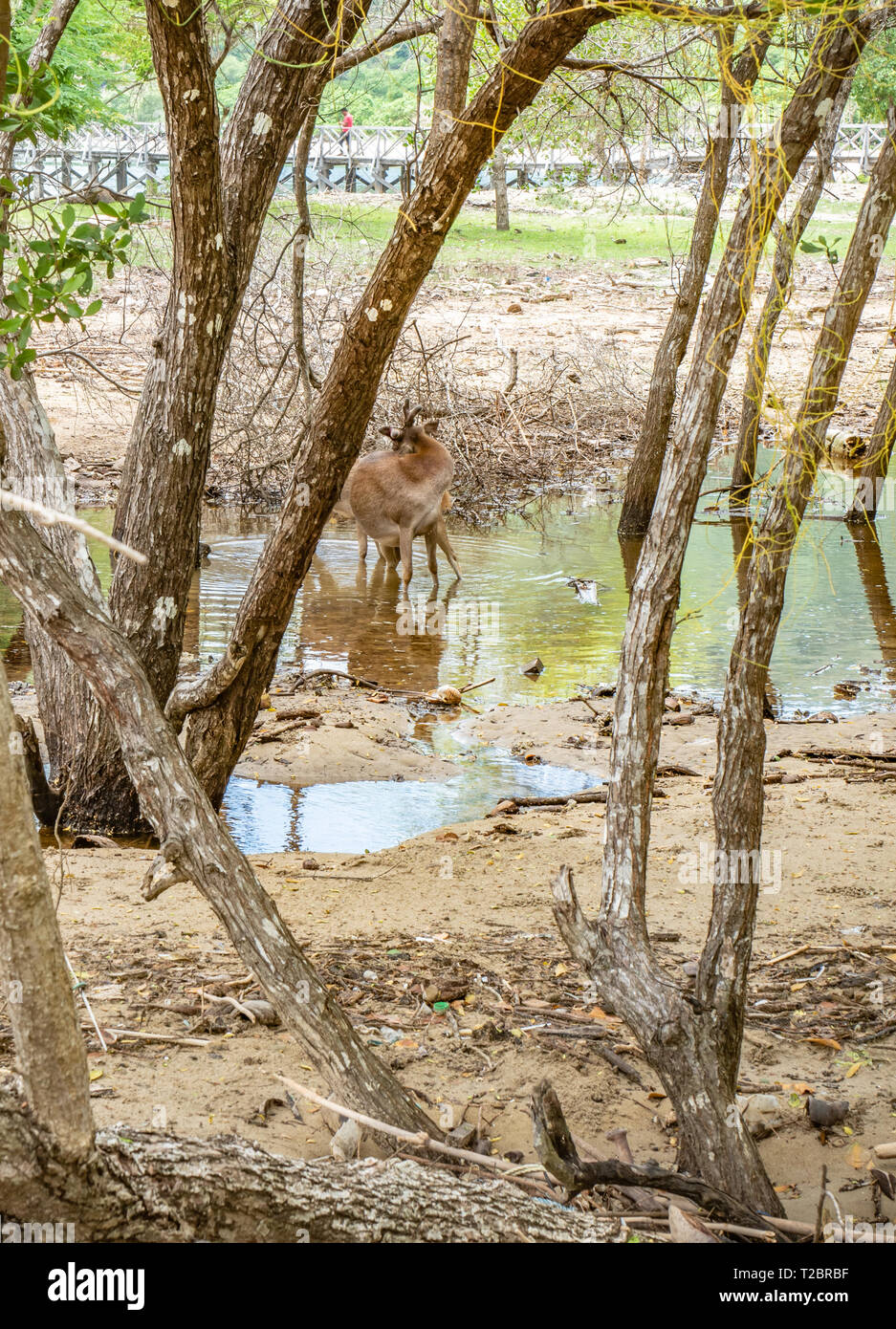 Der javan Rusa, Sunda sambar Hirsch (Rusa Timorensis) in einem Teich im Wald der Insel Rinca, Komodo National Park. Tiere von Indonesien und Osttimor Stockfoto