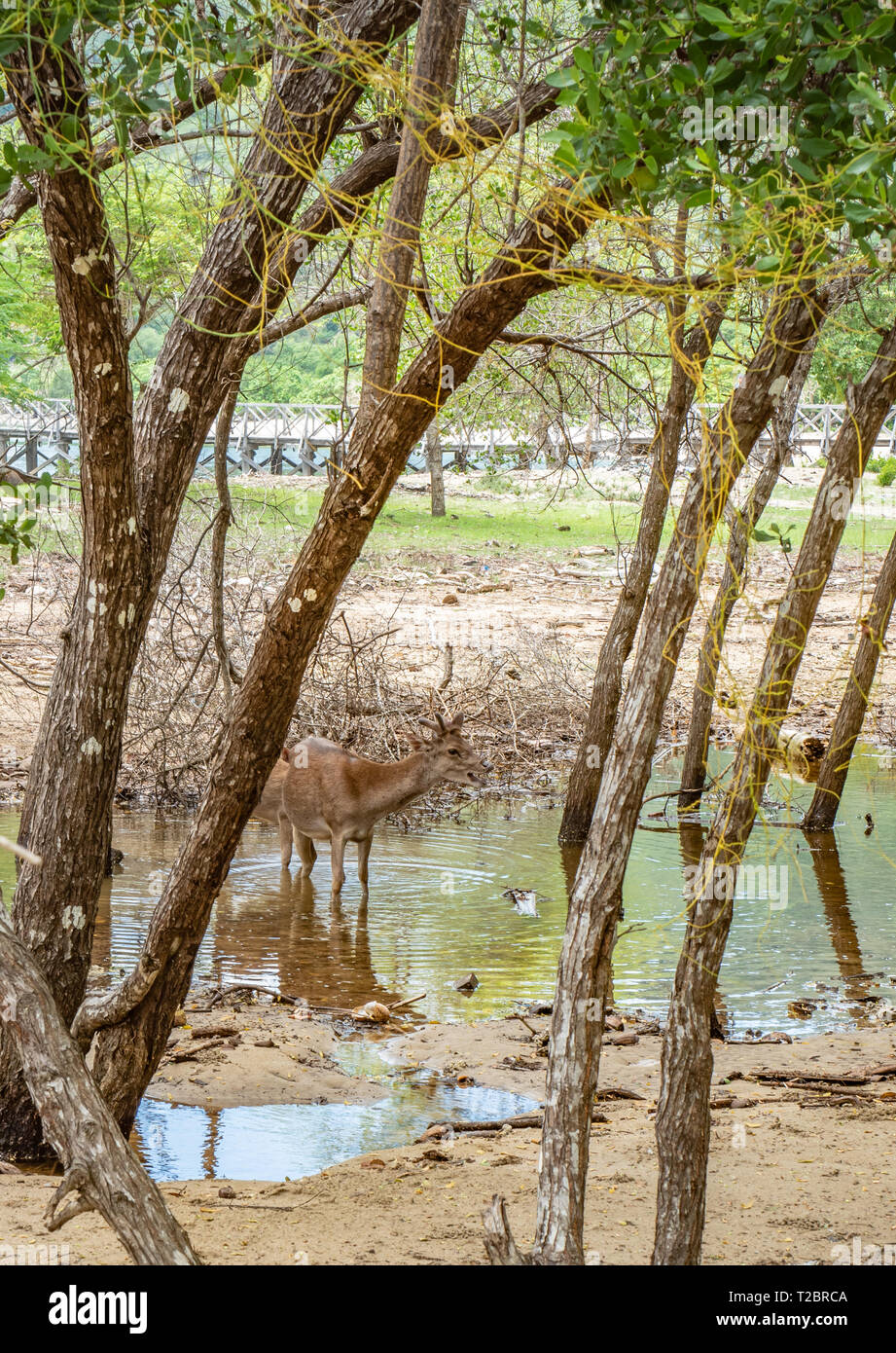 Der javan Rusa, Sunda sambar Hirsch (Rusa Timorensis) in einem Teich im Wald der Insel Rinca, Komodo National Park. Tiere von Indonesien und Osttimor Stockfoto