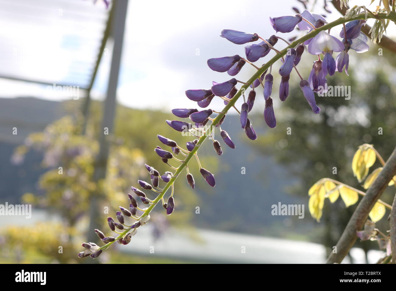 Frisches lila Blüten baumeln von oben mit einer unscharfen Garten Hintergrund Stockfoto