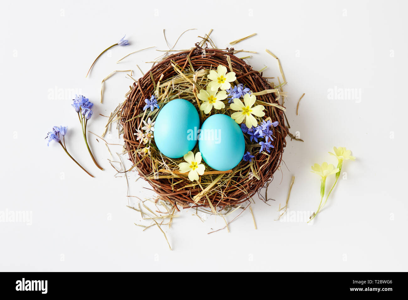 Ostern Dekoration mit Nest, Eier und Frühlingsblumen. Blaue Ostereier im Nest mit zarter Frühling Blüten. Stockfoto