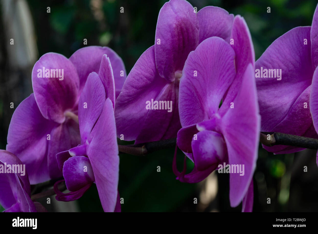 Pulsierende rosa Orchideen in einer Reihe Stockfoto