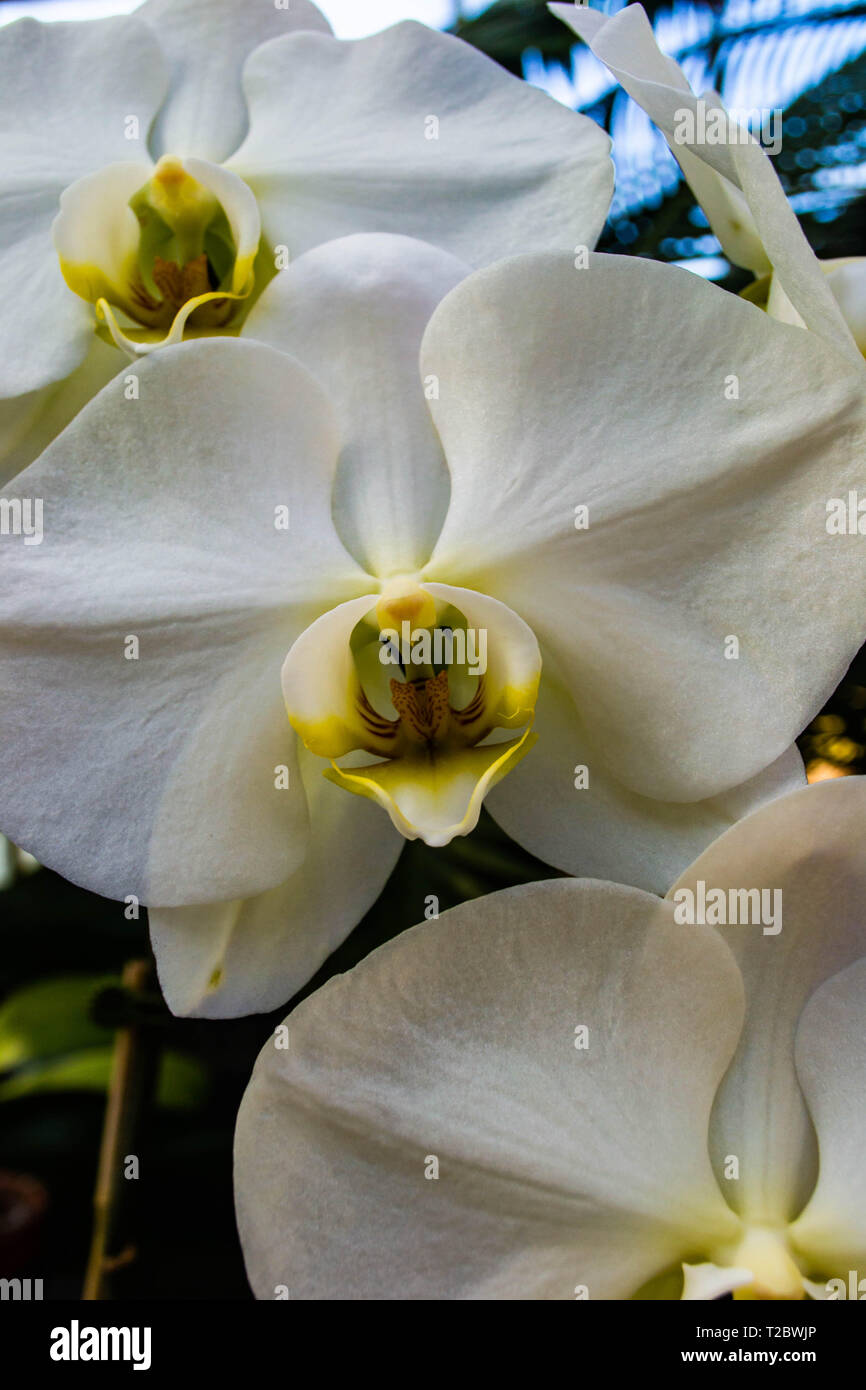 Drei weiße Orchideen in einer Spalte Stockfoto