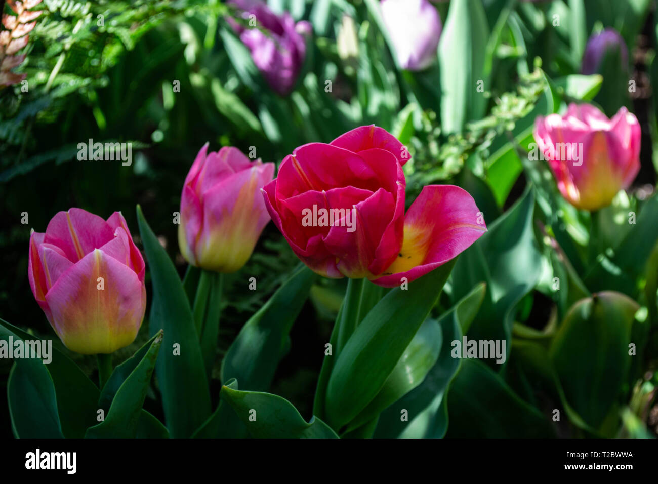 Rosa und gelbe Tulpen im Garten Stockfoto