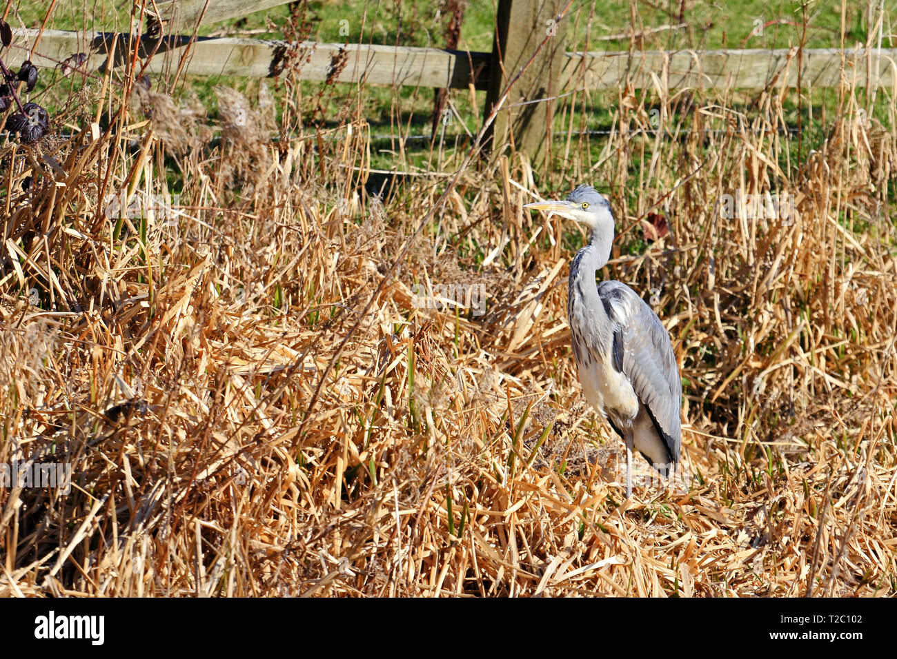 Graureiher (Ardea cinerea), ruht in getrockneten langen Gras neben Rochdale Canal, Mytholmroyd Stockfoto