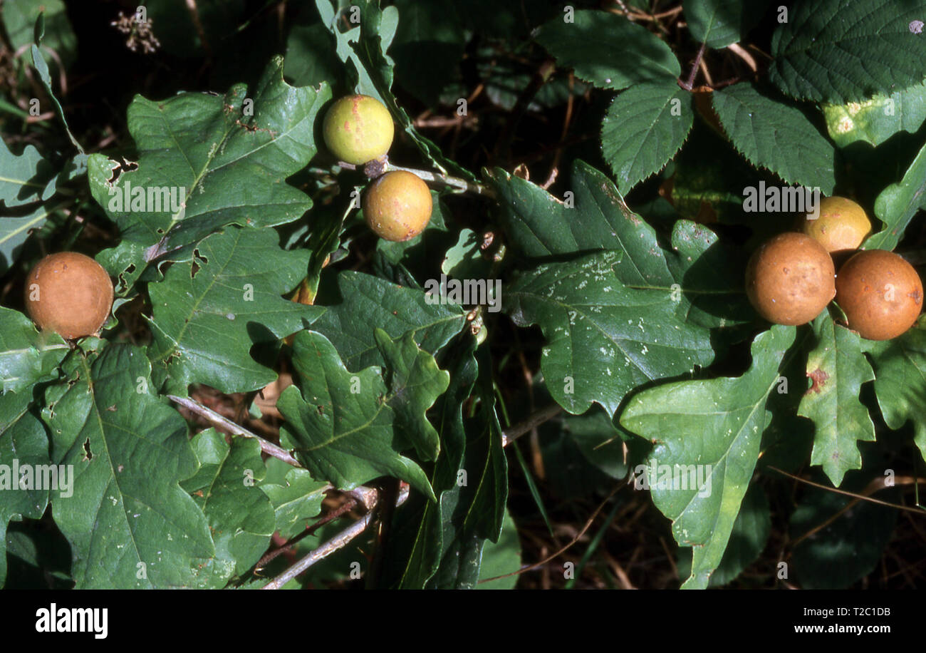 Marmor Galle (ANDRICUS KOLLARI) ÜBER GEMEINSAME EICHE Stockfoto