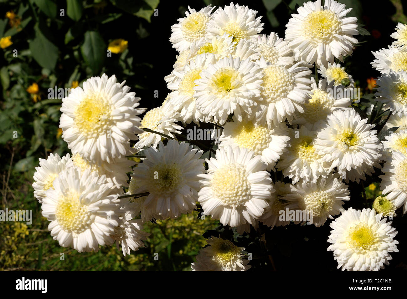 Erstaunliche Blumen blühen im Blumengarten Stockfoto