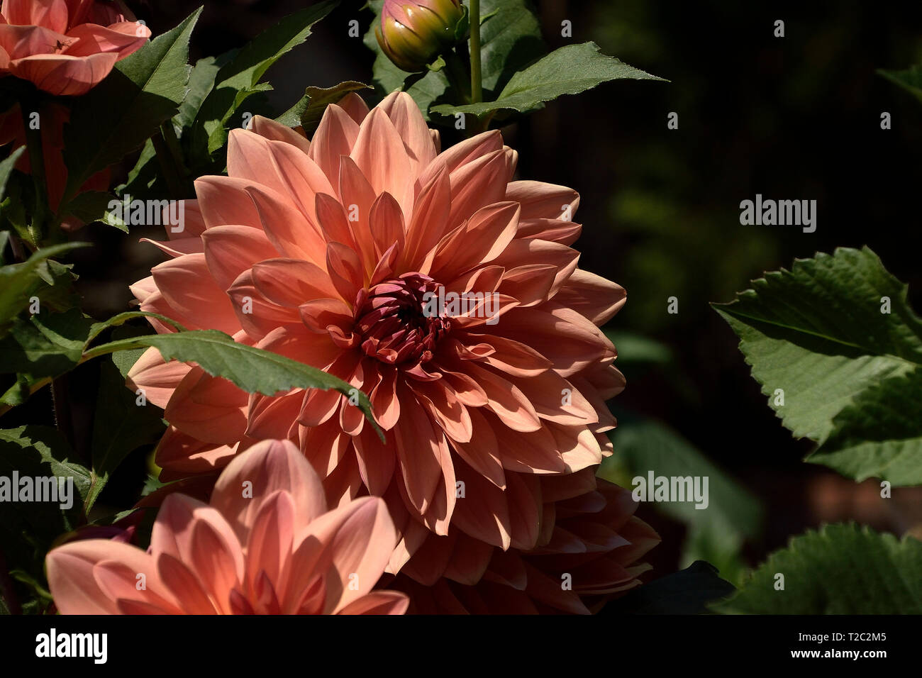 Erstaunliche Blumen blühen im Blumengarten Stockfoto