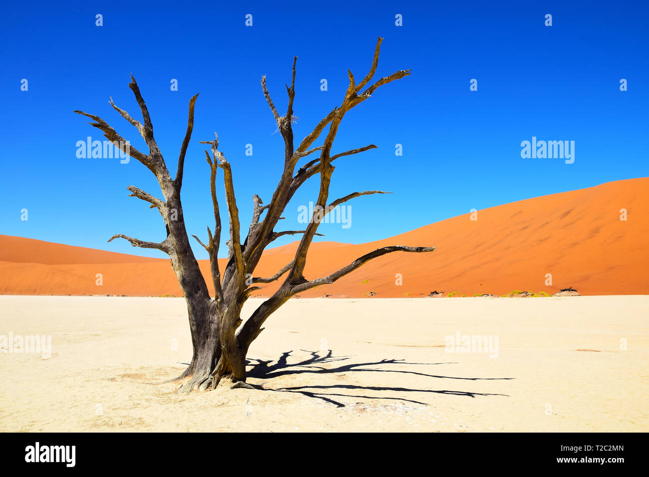 Versteinerter Baum im Deadvlei, Sossusvlei, Namibia, die Wüste Namib Stockfoto