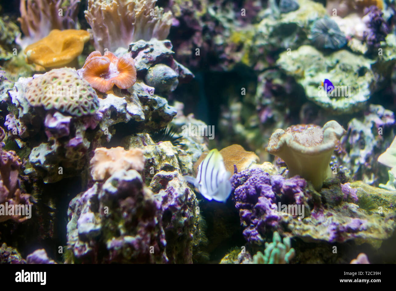 Schone Unterwasser Hintergrund Mit Korallen Und Fischen Mehrfarbige Marine Ocean Pflanzen Exotische Flora Wasser Stockfotografie Alamy
