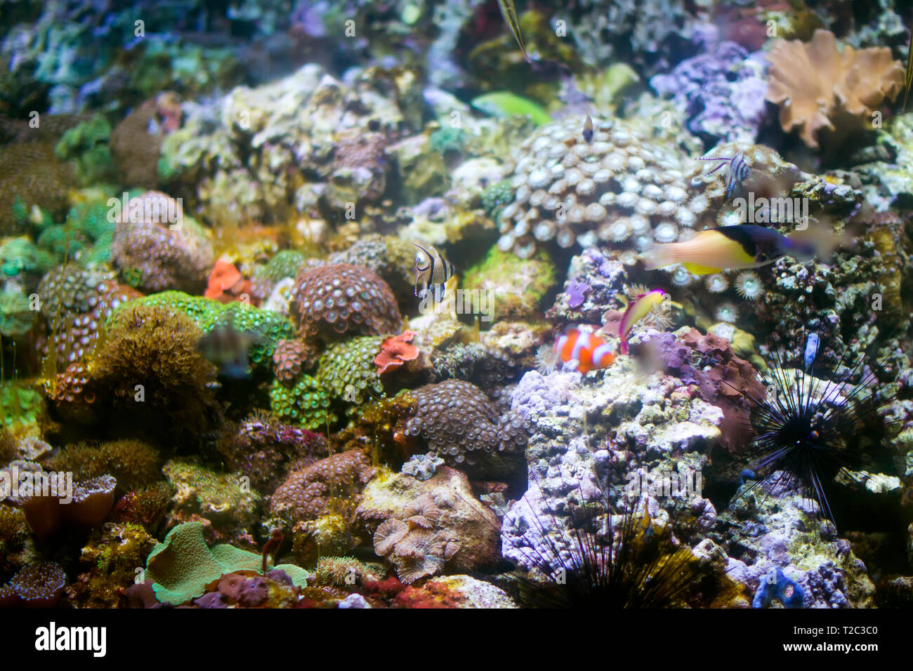 Schone Unterwasser Hintergrund Mit Korallen Und Fischen Mehrfarbige Marine Ocean Pflanzen Exotische Flora Wasser Stockfotografie Alamy