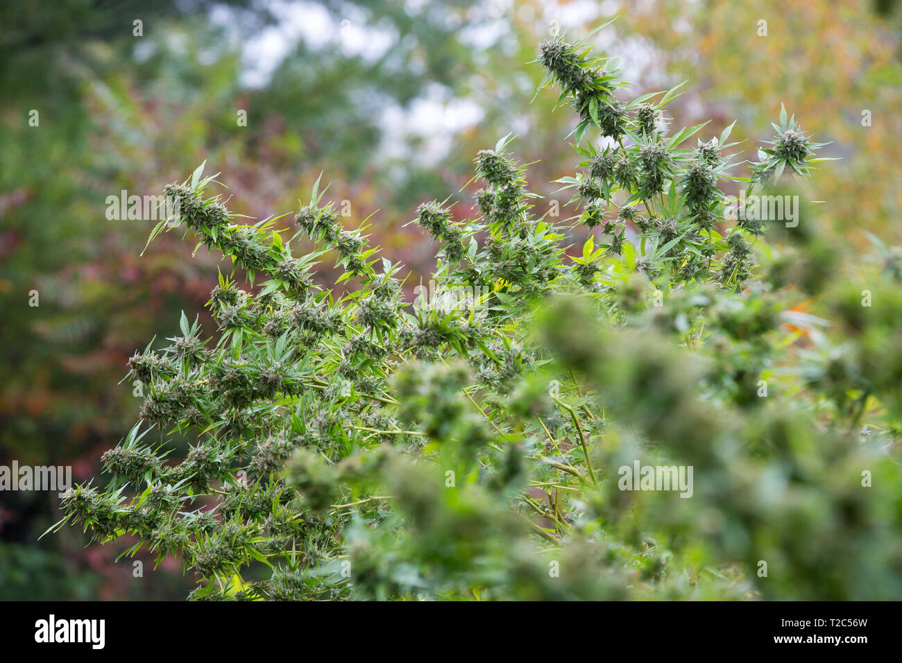 Rechtliche Marihuana im Freien wachsen. Großen Teil getrimmt Knospen fast zur Ernte bereit. Cannabis Serie vom Samen zum Verkauf Stockfoto