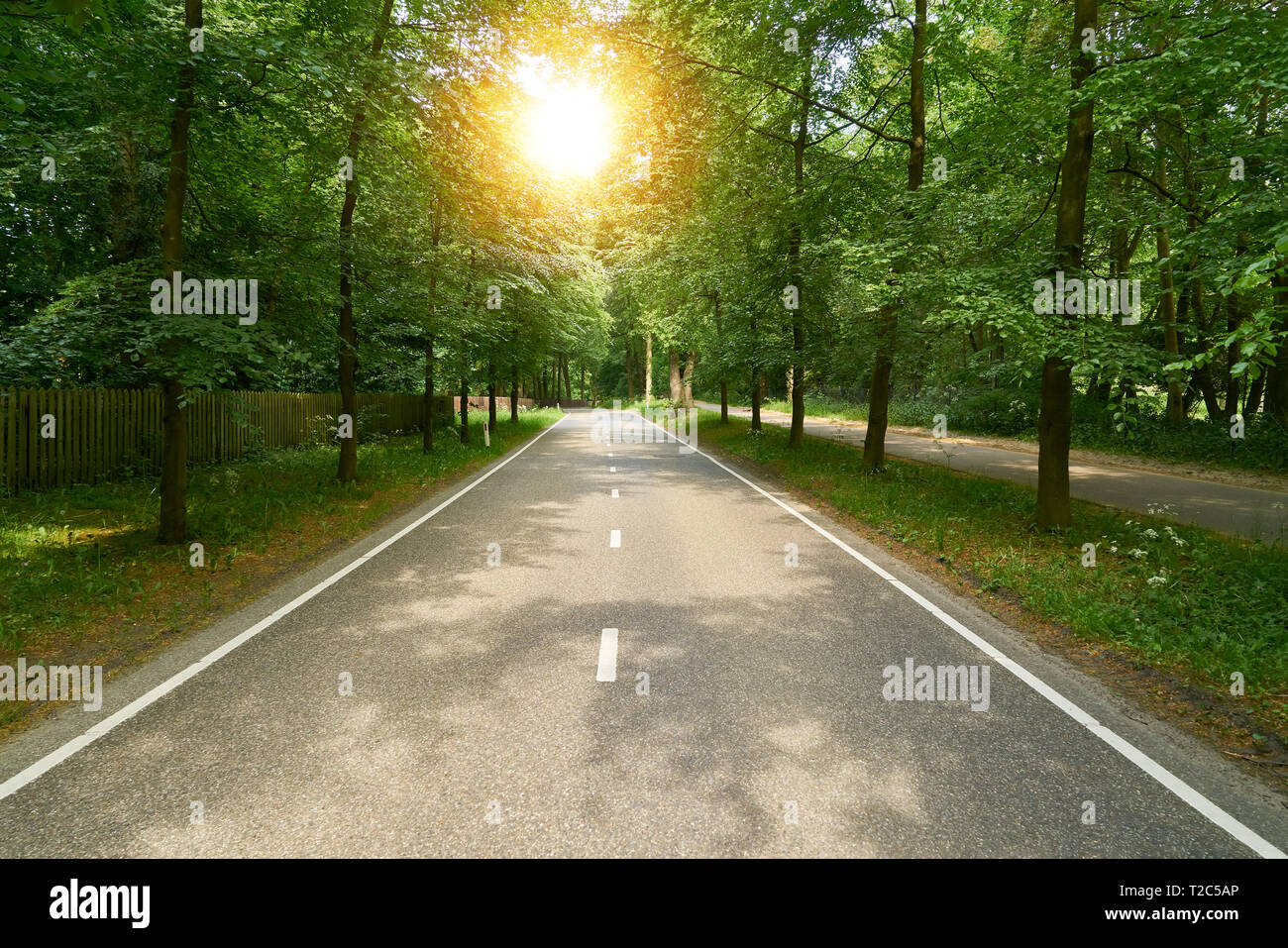 Nur leere Landstraße im Sommer mit Sonne zwischen Bäumen Stockfoto