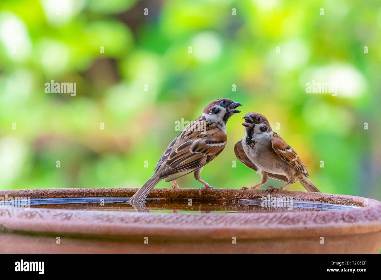 Ein paar Spatzen hocken auf eine Schüssel Wasser mit verschwommenen Hintergrund grün der Bäume Stockfoto