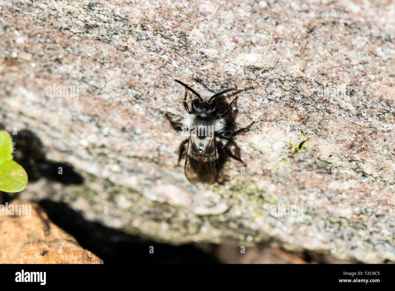 Ein graues Bergbau Biene (Andrena zinerarie) Stockfoto