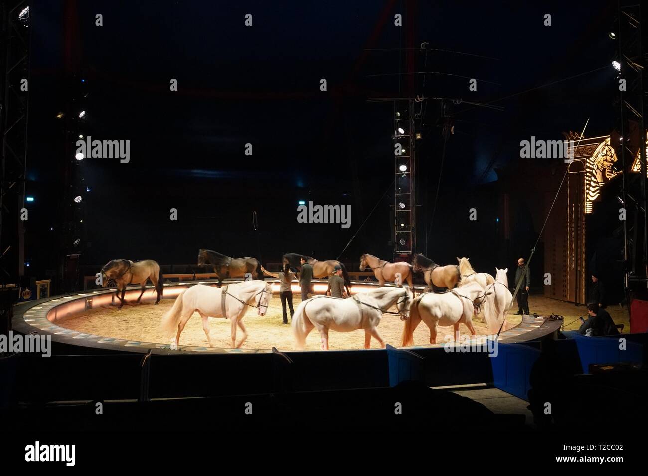 29. März 2019, Bayern, München: Jana Mandana Lacey-Krone, Leiter des Circus Krone, trainiert Ihre Pferde mit Helfer im Touring Zelt. Foto: Marie Reichenbach/dpa Stockfoto