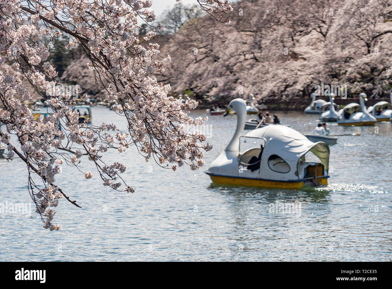 Japan boot schwan menschen boote Fotos und Bildmaterial in hoher