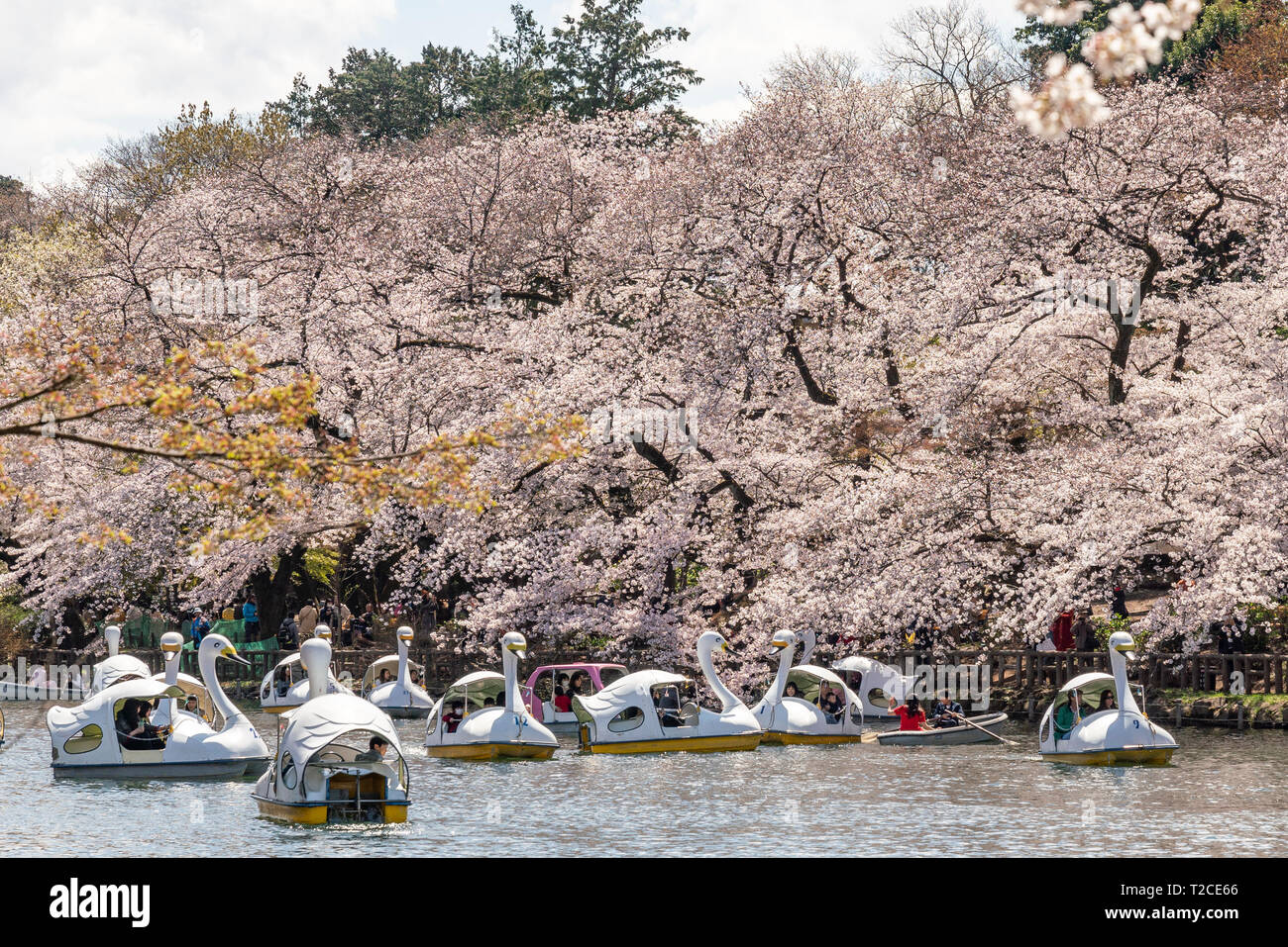 Japan boot schwan menschen boote Fotos und Bildmaterial in hoher