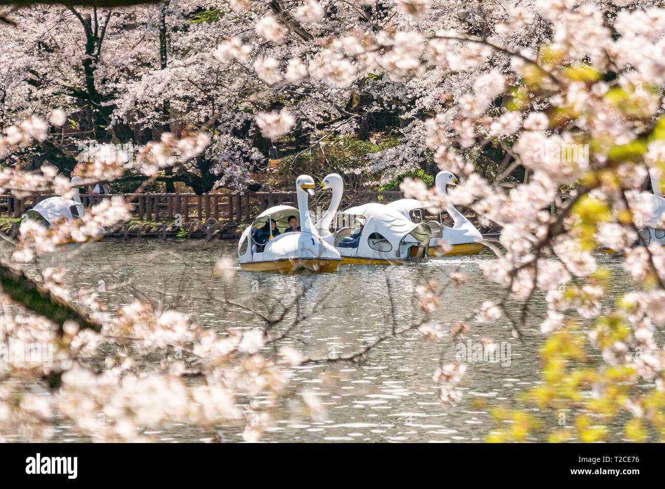 Tokio, Japan. Der 1. April 2019. Kirschblüten in voller Blüte im Inokashira Park. Besucher genießen Hanami (Kirschblüten) von Booten. Hier ist für die japanischen Top 100 Cherry Blossom anzeigen Standorte ausgewählt. Quelle: Welt Discovery/Alamy leben Nachrichten Stockfoto